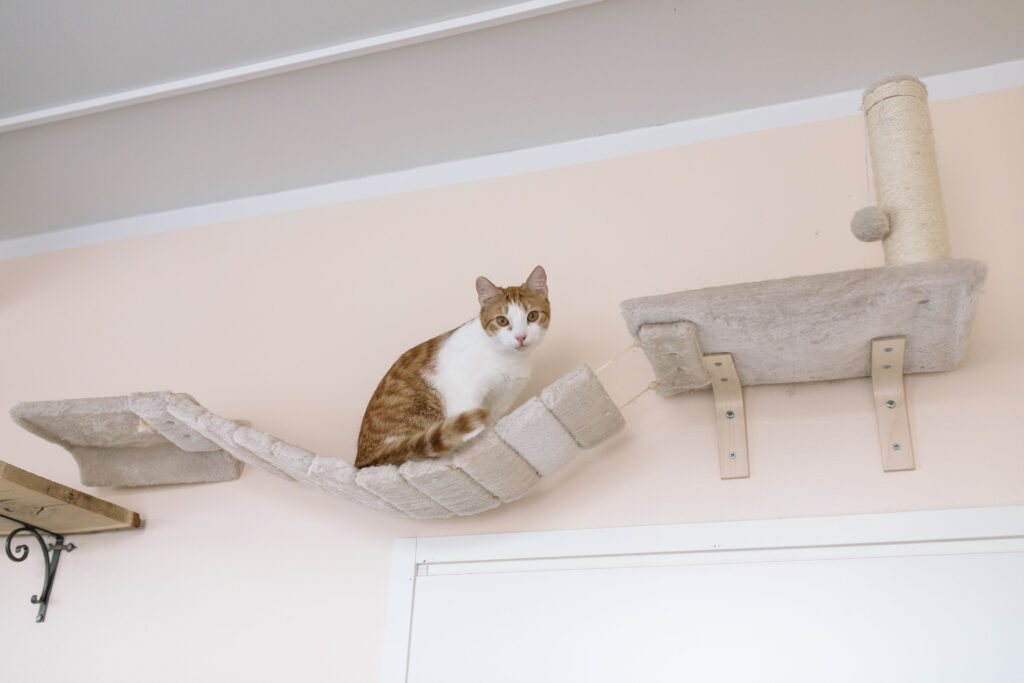 Punaruskea-valkoinen kissa ylhäällä katon rajassa kissan kiipeilytelineellä. Kissa katsoo kohti kameraa.