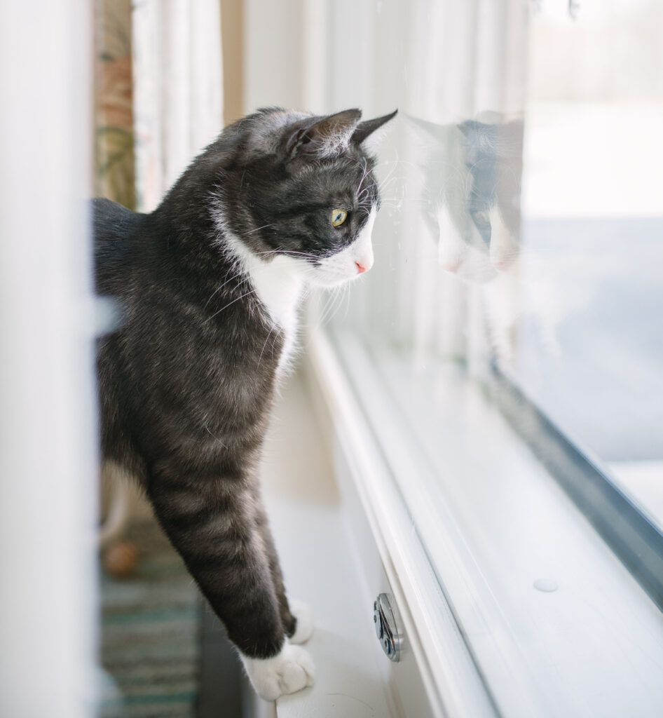 Mustavalkoinen kissa katsoo ikkunasta ulos. Ikkunalasista heijastuu kissan kuva.