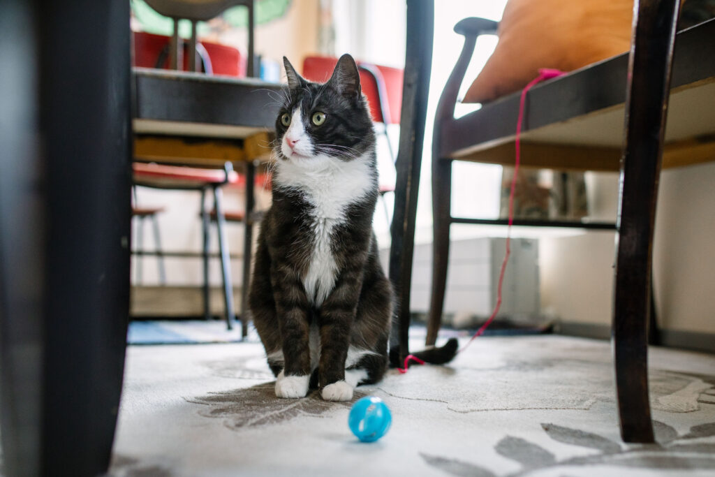 Mustavalkoinen kissa istumassa kahvilan lattialla tuolin vieressä. Kissan edessä sininen pikku pallo.