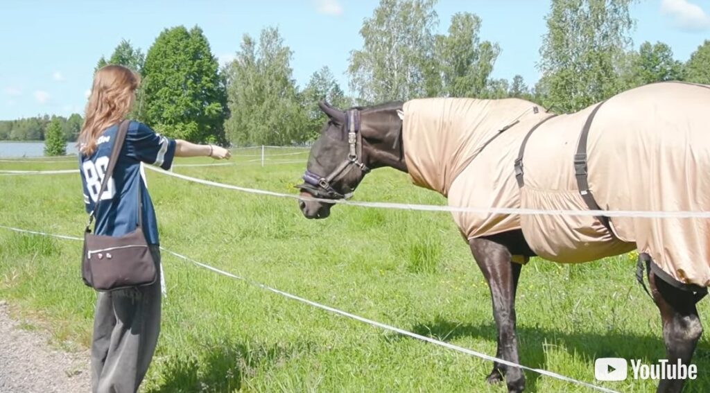Hevonen laitumella. Tyttö aitauksen toisella puolella hevosen luona.